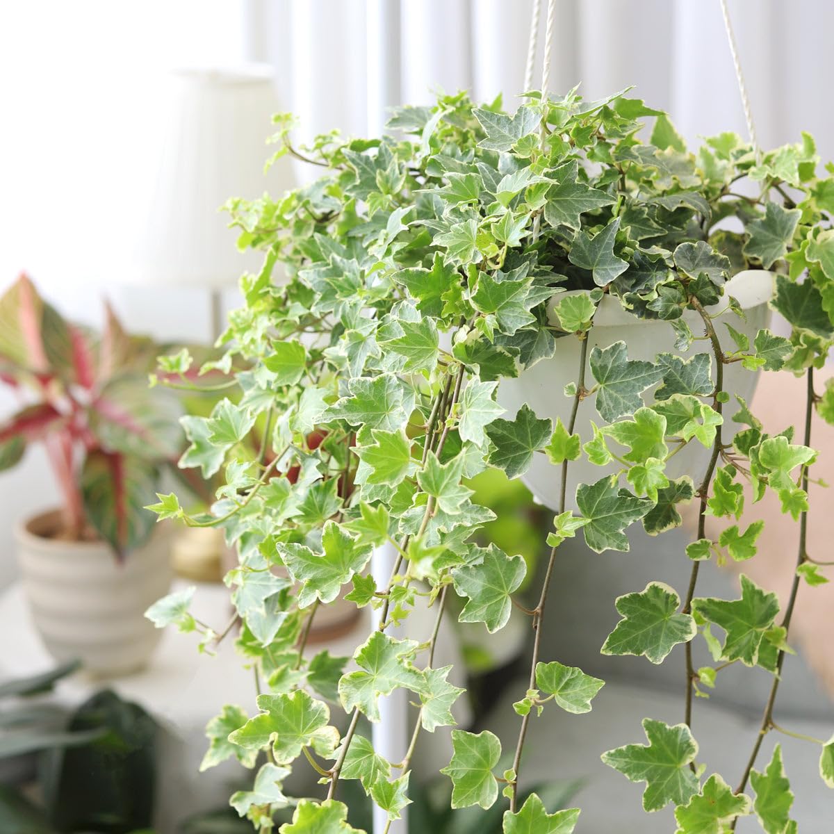 Glacier English Ivy (4 inch) - Air-Purifying Houseplants - 4/6 inch Unique Live Decorative Houseplants - Low-Maintenance Indoor Plants, House Warming Gift, Natural Air Purifier