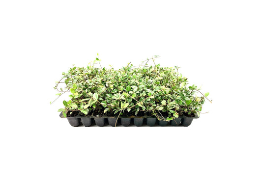 Variegated Asiatic Jasmine Minima | 10 Live Plants | Easy-Grow Ground Cover | Lush, Trailing Green and White Foliage | Perfect for Gardens and Landscape Borders | Hardy Evergreen Plant