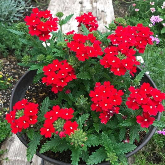 Red Verbena Plants, 4 Inch Pot, 4-6" Tall Perennial Live Verbena Flowers Plant for Groundcover, Outdoor Garden