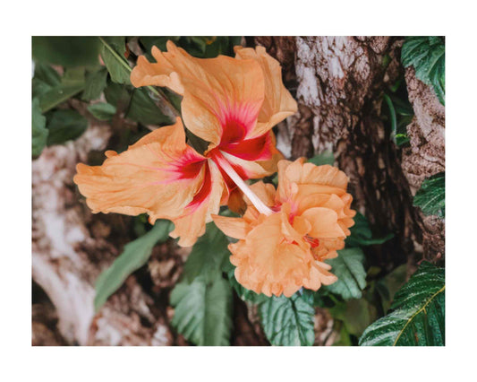 Peach Lions Tail El Capitolo Sport - Tropical Hibiscus rosa-sinensis - Live Plant - Unusual Double Orange Pom Pom Flower - Emerald Goddess Gardens - Starter Sz 4 Inch Pot