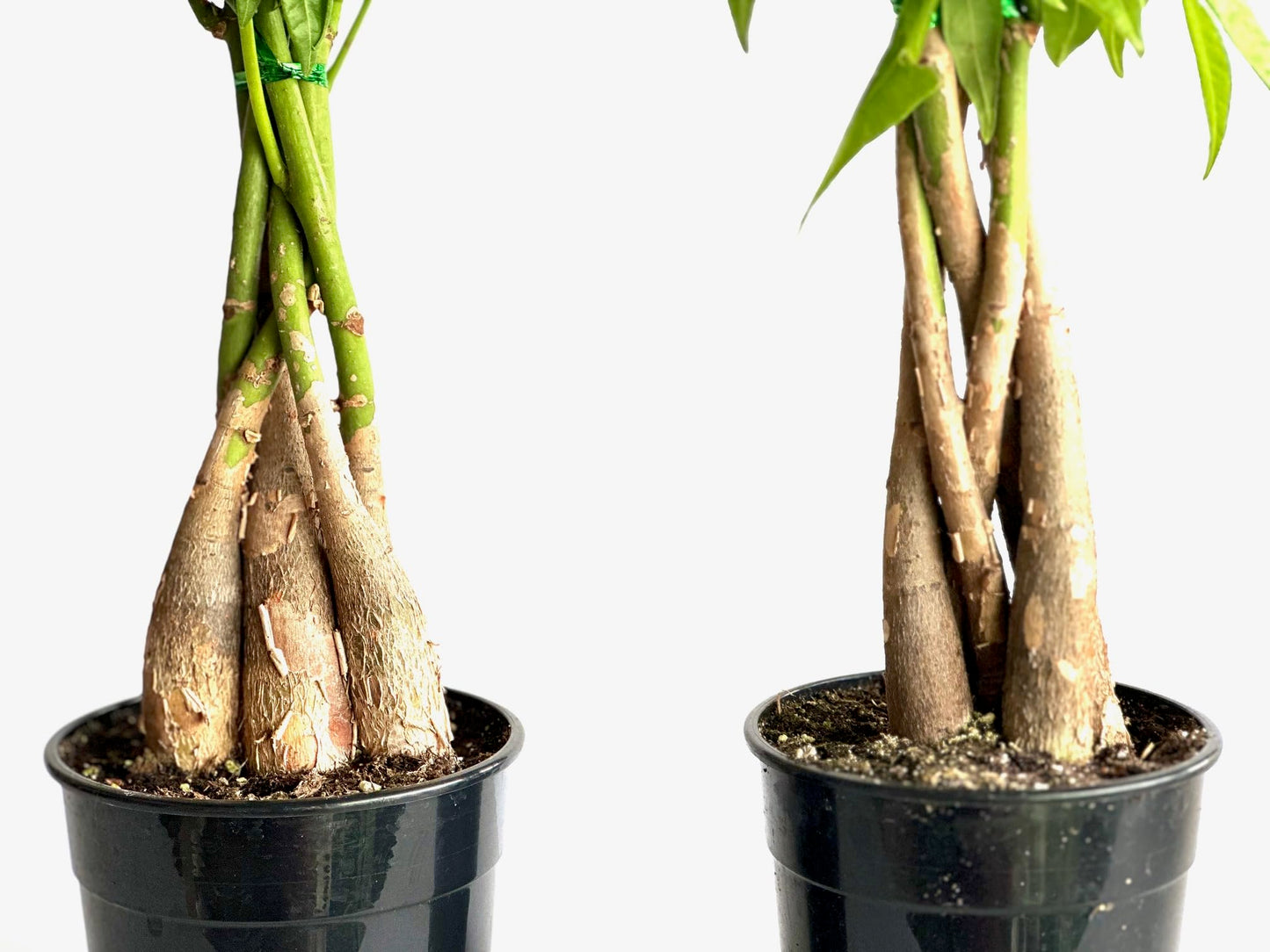 2-Pack Money Tree Pachira Plants, Braided Stems, 4 Inch Pots, Indoor Live Houseplants- La Costa Plants, Green
