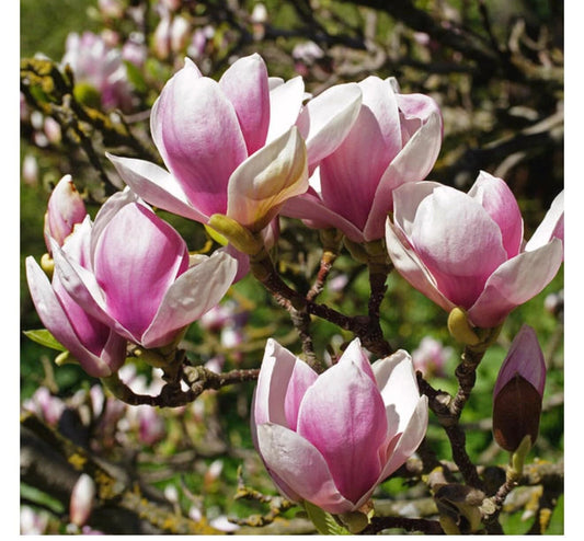 Live Plant - Chinese SaucerMagnolia Hybrid Tree-18-28 Inches Tall