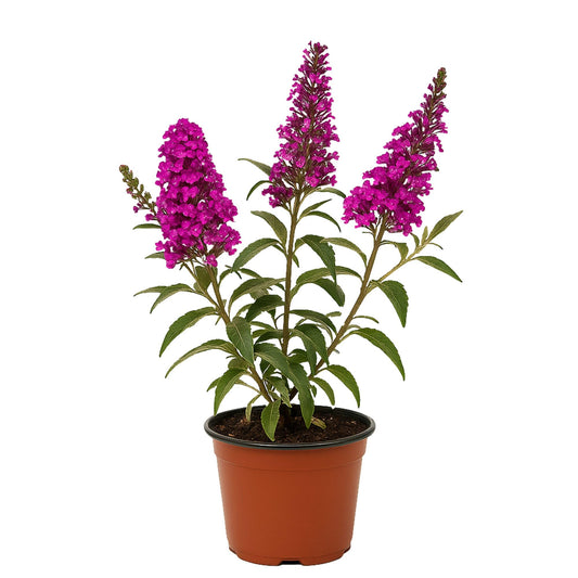Easy to Grow Buddleia Butterfly Bush Buzz Hot Raspberry 1 Plant - Potted Perennial Flower in a Quart Pot, Summer Fragrant Magenta Pink Blooms in Sun