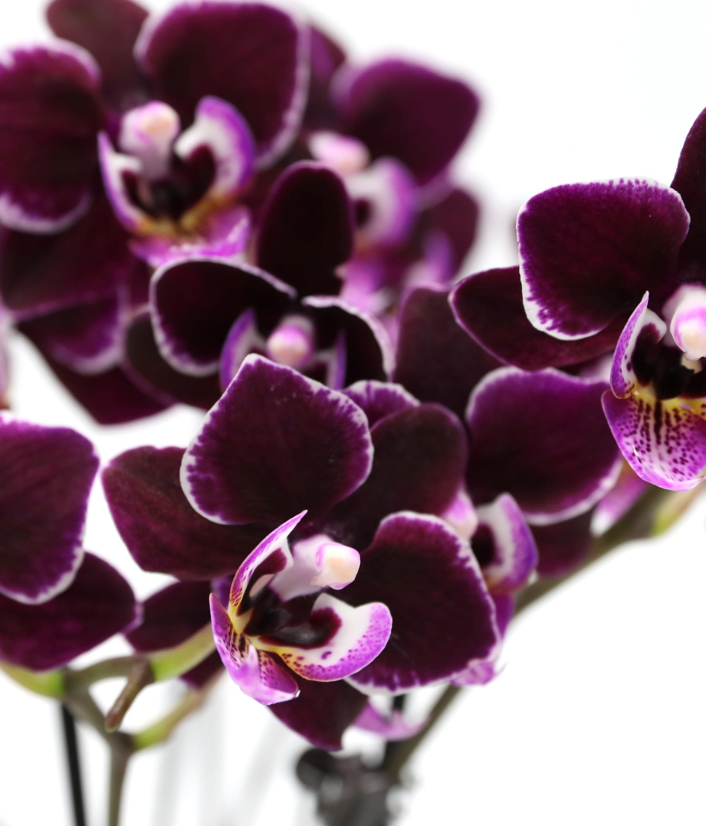 Green Circle Growers 2.5" Purple Mini Orchid in White Ceramic Pot, Live Indoor Plants, House Plant