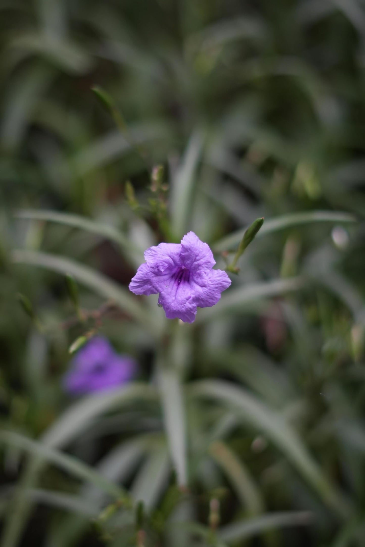 Purple Mexican Petunia Plants – Mexican Bluebell Pack of 2 Live Starter Plants (6-8 Inches Tall) – Ruellia brittoniana, Purple Showers, Fast-Growing
