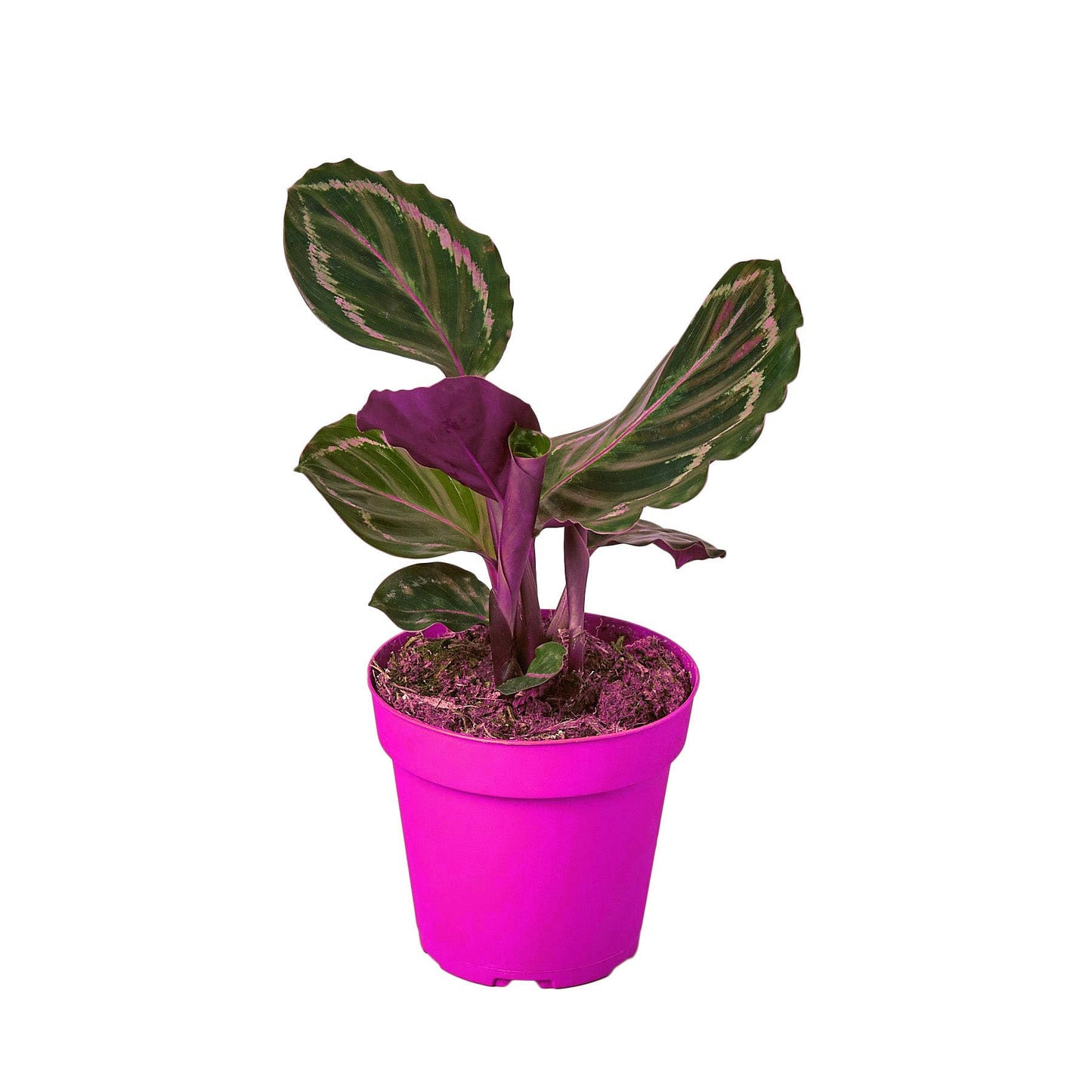 Calathea Roseopicta 'Medallion' in 4in Pot - Live Plants Tropical Houseplants | Variegated | USA Growers | The Snobby Leaf