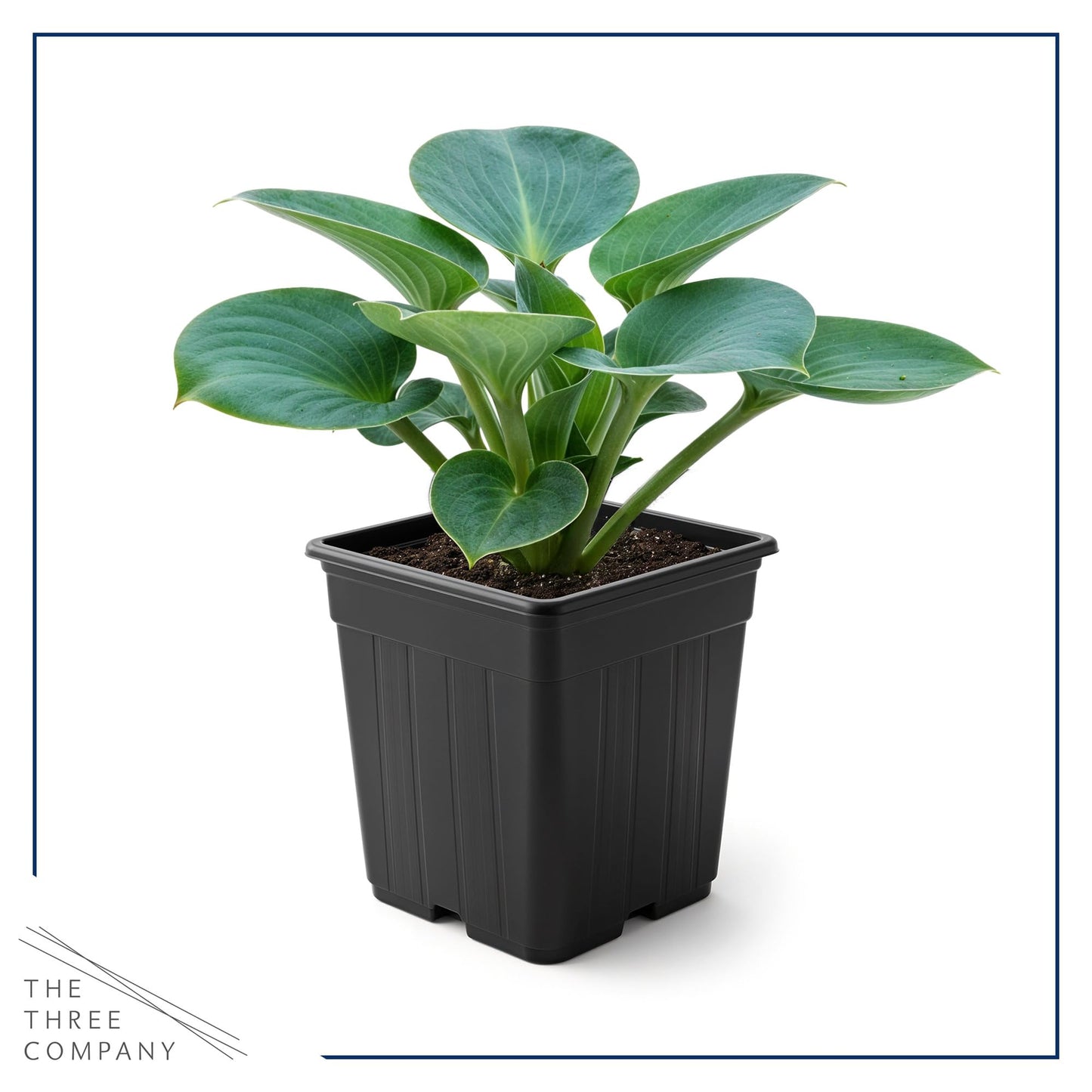 Live Perennial Hosta - Blue Mouse Ears (3 Plants Per Pack) Beautiful Accent Plant, 10" Tall by 4" Wide in 1 Qt Pot