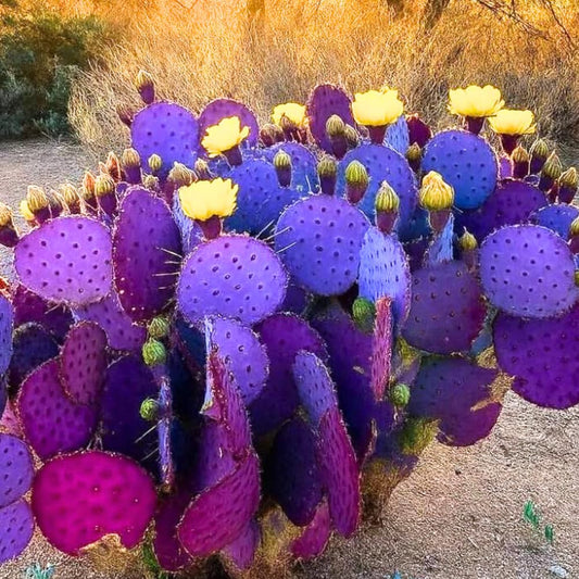 Purple Prickly Pear Cactus Live Plant in 3.5" Pot, Hardy Cactus Succulent with Purple Pads for Garden or Houseplant Decor