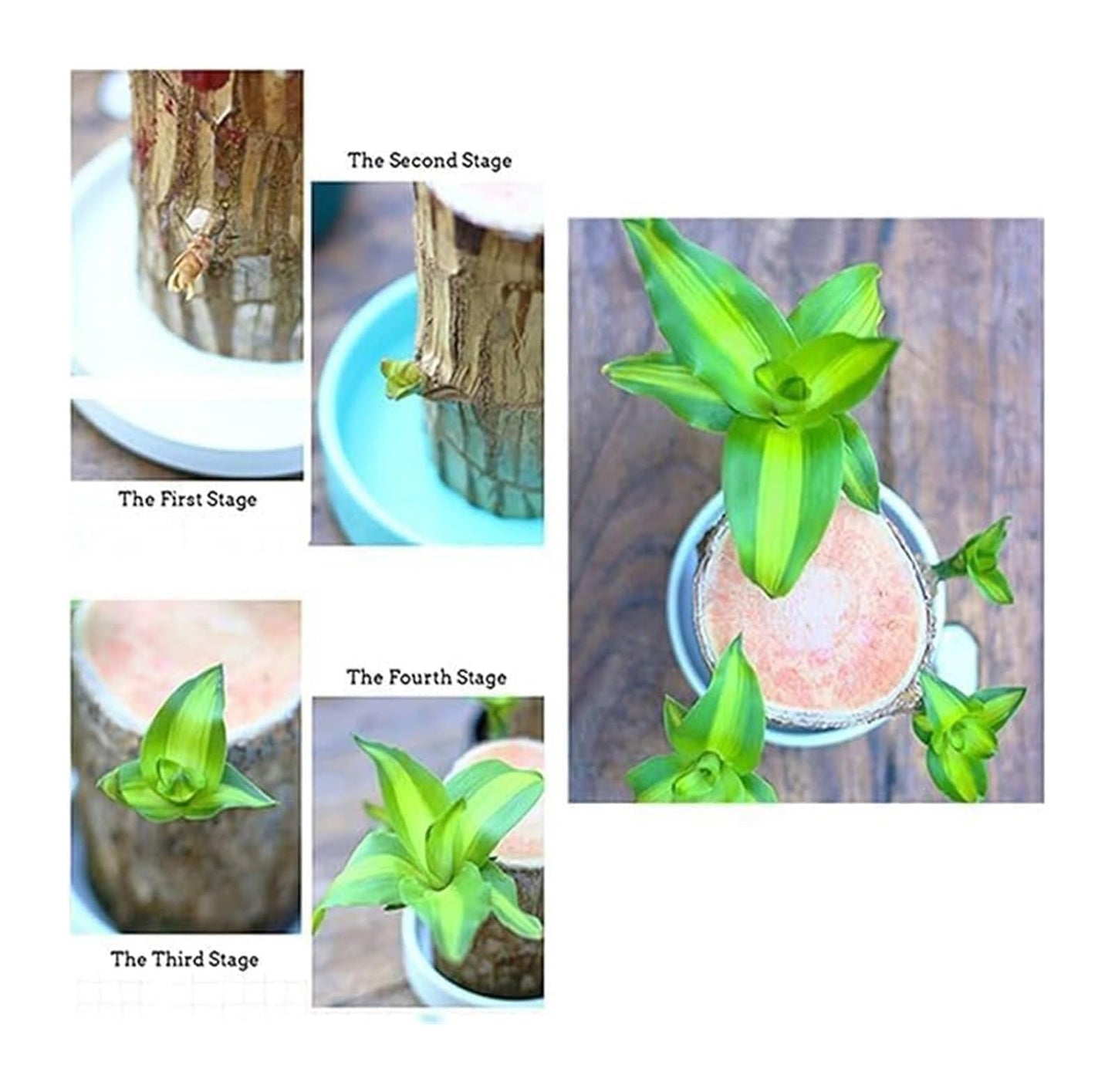 Brazilian Lucky Wood & Lucky Growth Kit,Grow Your Own Luck,Mini Sculpture Art,Good Luck Offices, Kitchens, Living Rooms, Home Decorations (A)