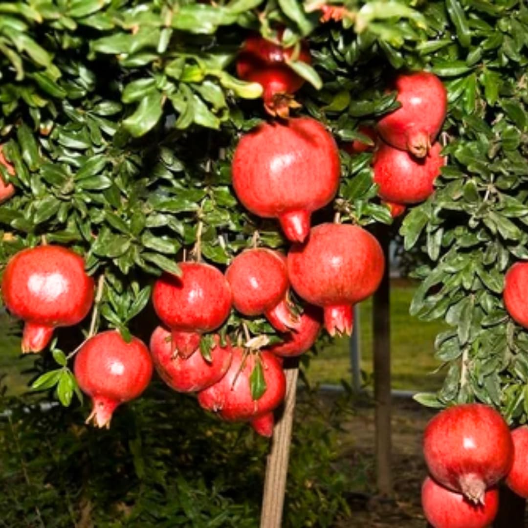 Red Pomegranate Tree Live Plant, Starter Size from 4 to 8 Inc, Sweet Fruit Tropical Plant, Cold Hardy, Spring Planting