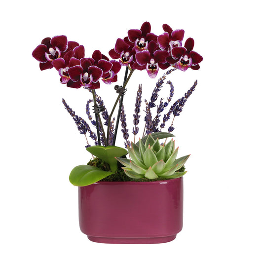 Wild Interiors Green Circle Growers Mini Dark Purple Orchid & Succulent Arrangement in Purple Ceramic Jan Pot with Moss, Mom Wood Pick & Lavender Accent – Live Indoor Gift Plant, 4 Inch