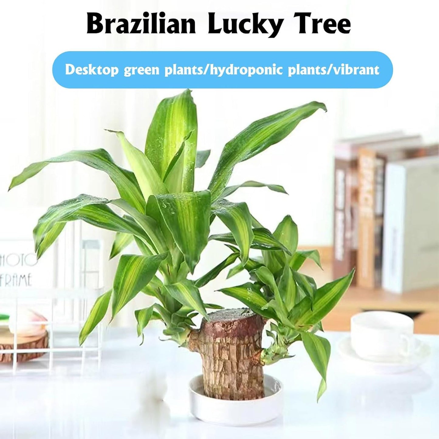 LuxeOne Brazil Wood Hydroponic Tree Stump with Doll & Tray, Brazil Wood Potted Plant, Brazilian Wooden Hydroponic Planting with Tray, for Indoor Office Desktop (C)