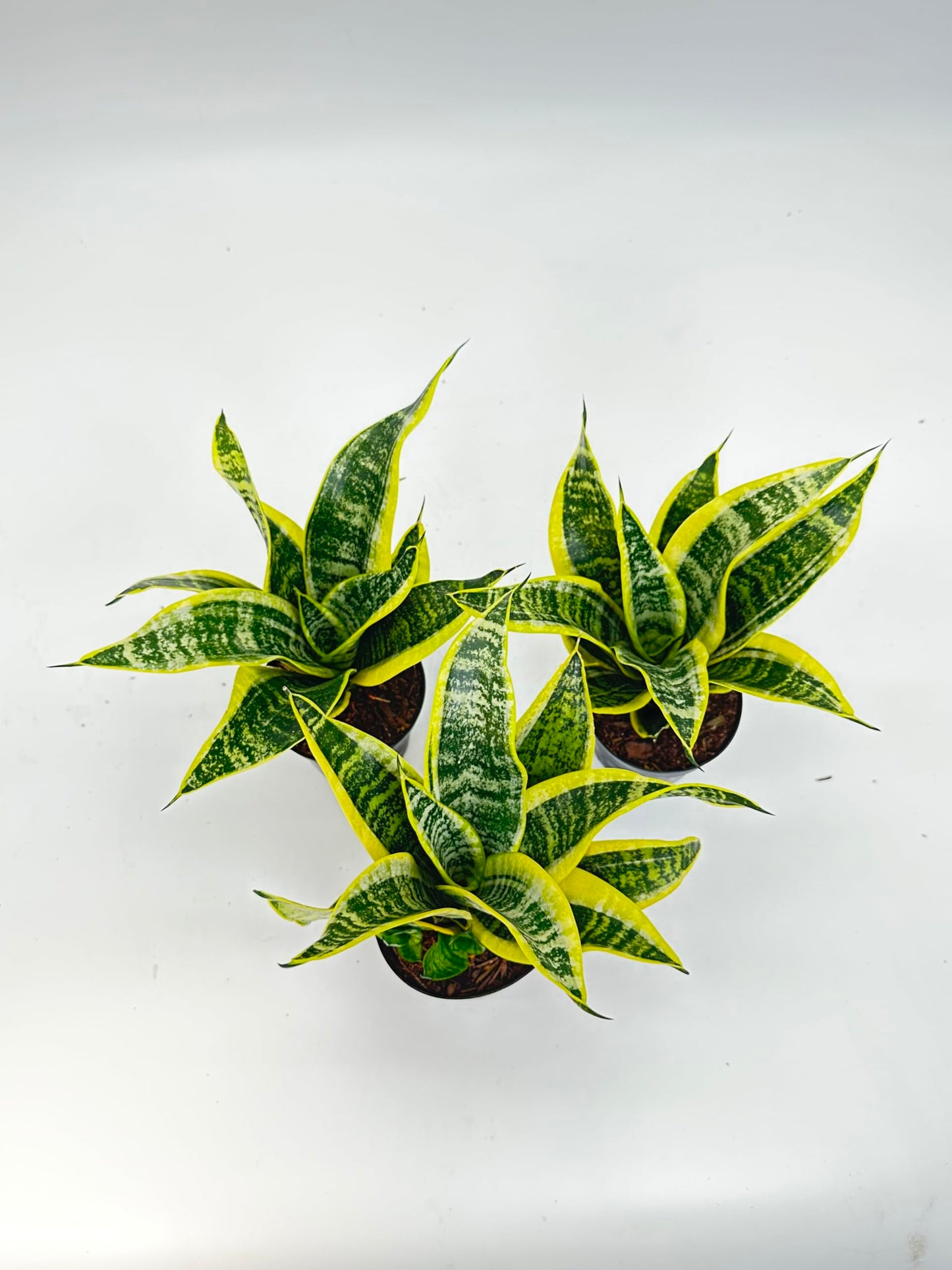 Everbloom Growers, 3 Pack of Live Sansevieria in 4 Inch Pots, Snake Plant Low Maintenance Indoor and Outdoor Plant, Air Purifying