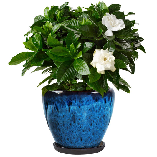Xoogifae Ceramic Plant Pots with Saucer,8 inch Glaze Planters for Indoor Plants with Drainage Holes, Decorative Flower Pots Outdoor, Modern Orchid Pots for Home Room Decor
