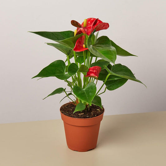 Anthurium 'Red' | Live Plant for Indoor & Outdoor | for Living Room, Office, Bathroom | (4" Pot)