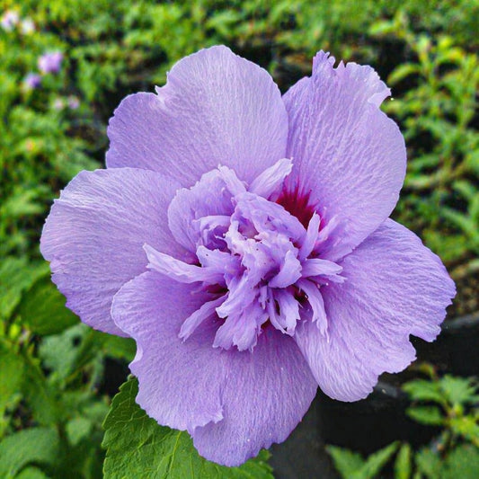 5 Purple Ardens Rose of Sharon Shrubs - 10-18" Tall Live Plants - Purple Althea Flowering Trees/Bushes - Hibiscus syriacus 'Ardens' - (5 Pack)