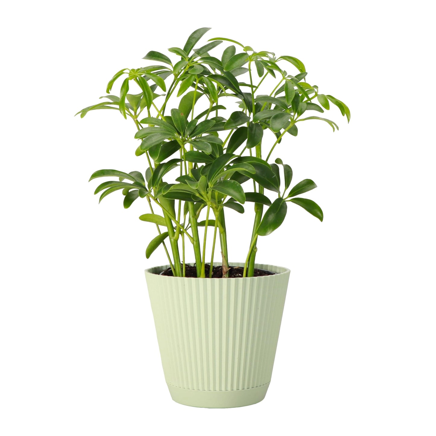 Thorsen's Greenhouse Live Arboricola Umbrella Tree Plant, Schefflera Arboricola, Natural Air Purifier, Easy to Grow, Live Indoor Houseplant, 4-inch Diameter (Sage)
