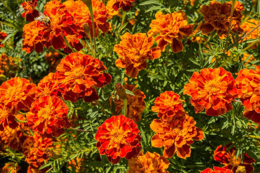 Red Marigold Live Plants, 4-8 Inches, Set of 3 Small Plants, Orange-Red Blooms