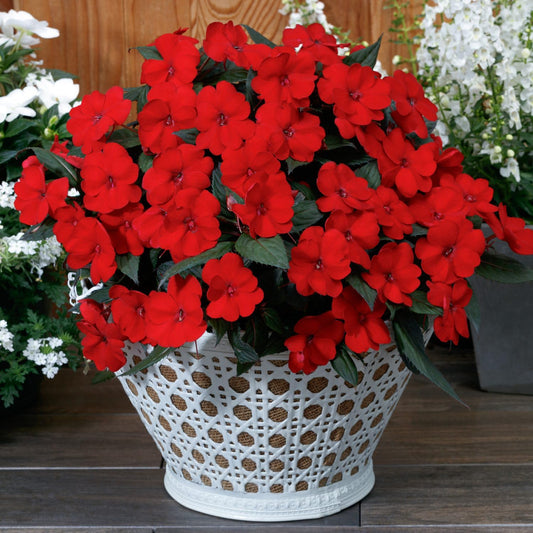 Live Flowering New Guinea Impatiens - Red (3 Plants Per Pack), Beautiful Shade Flowers