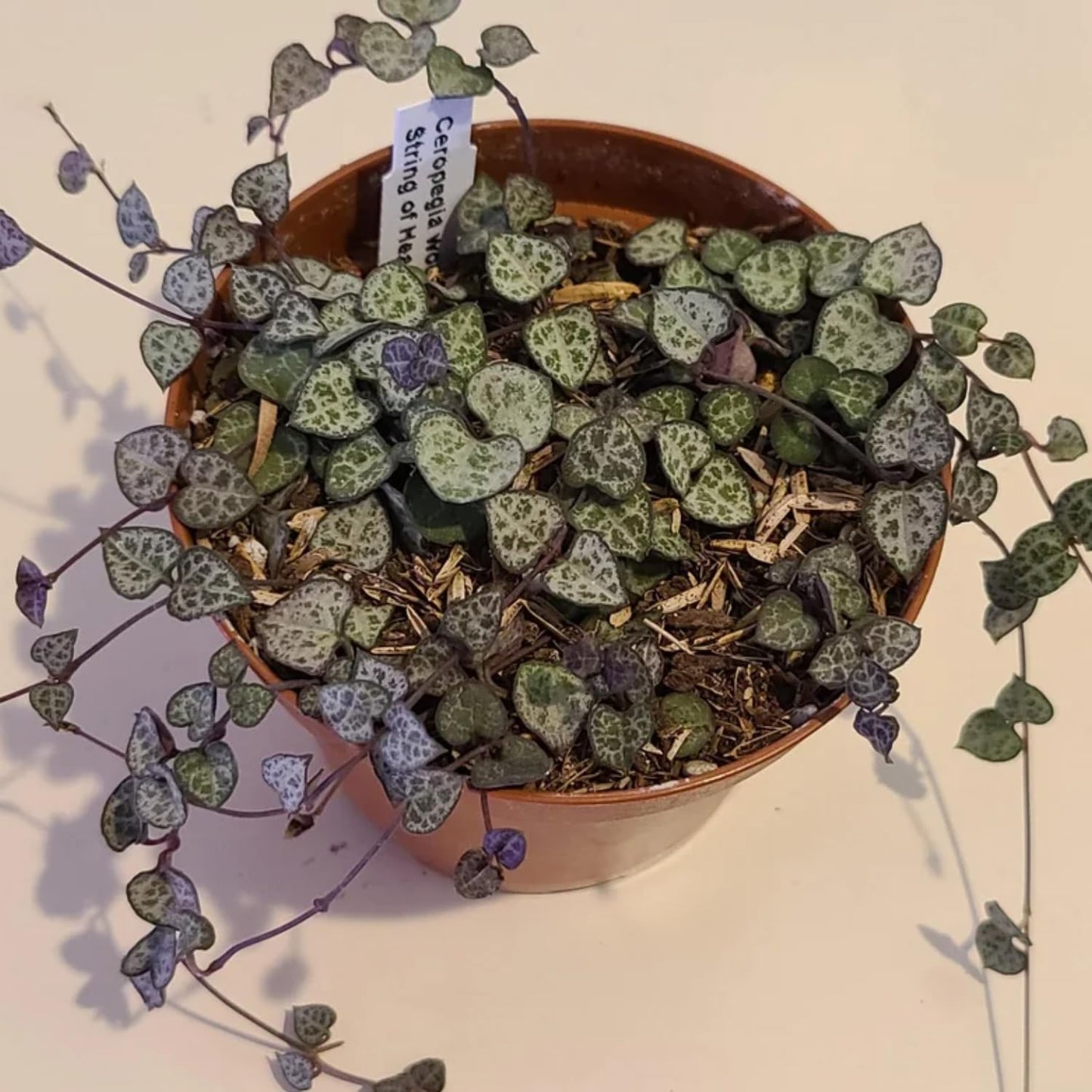 String of Hearts Plant Live | Different Houseplants in 6 Inch Pot | Fast-Growing Trailing Houseplant | Suitable for Home & Office Decor | Fully Rooted Trailing Houseplant for Indoor Décor & Easy Care