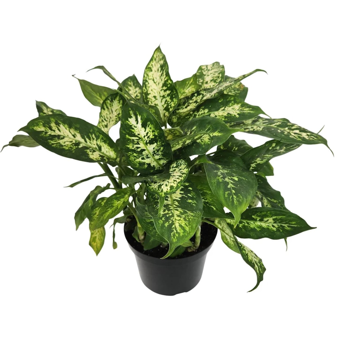 Dieffenbachia 'Dumb Cane' Live Indoor Houseplant, Variegated Green and White Tropical Foliage (Small Ceramic)