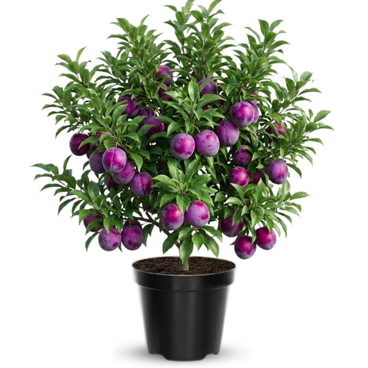 Methley Plum Tree Live Plant in 3 Gallon Pot, 2–3 Feet Tall Plum Fruit Tree for Outdoor Garden or Backyard Growing, No CA
