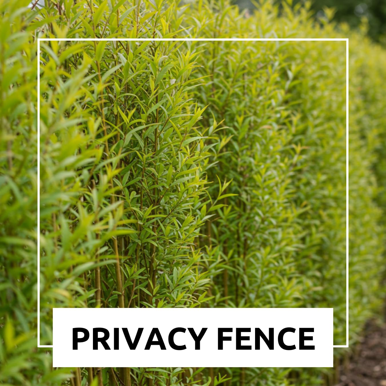 25 Jumbo Hybrid Willow Tree Cuttings - Much Thicker Root Stock - Approx 10 inches Tall, 5/8 in- 1+ Inch Thick Root Stock - Fast Privacy Shade Trees - Grows Fastest