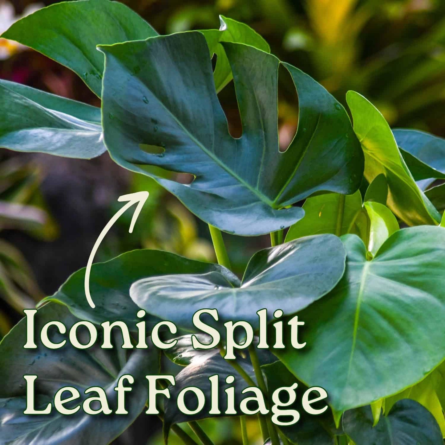 Monstera Deliciosa - Swiss Cheese Plant - Overall Height 24" to 28" - Tropical Plants of Florida (Plant + Heat Pack)