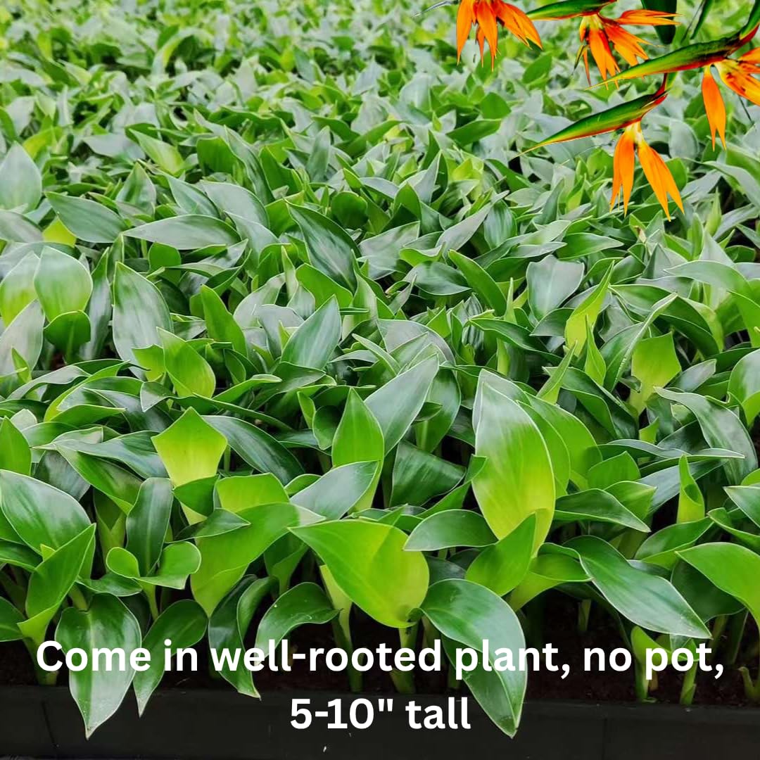 Bird of Paradise Plant Live Houseplant, 5 to 10 Inches Tall, Tropical Strelitzia Reginae Bird of Paradise Bush Live Plant (Yellow Bird of Paradise)