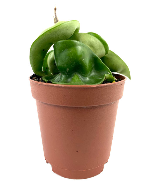 Hoya Hindu Rope Plant - Live Plant in a 2 Inch Pot - Hoya Carnosa 'Compacta - Indoor Houseplants Straight from The Nursery