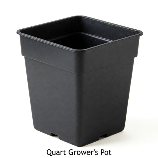 Easy to Grow Passion Flower Betty Myles Young 1 Plant - Potted Vine in Quart Grower Pot, Summer Fragrant Purple Blooms (Passiflora)