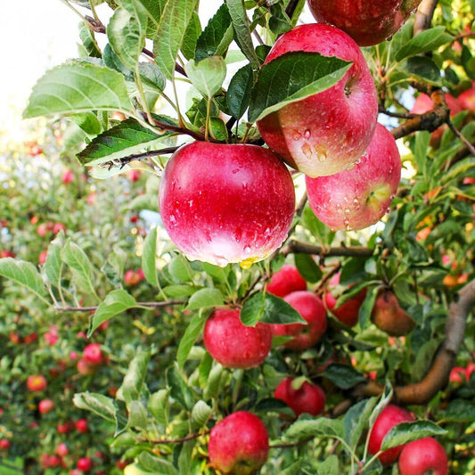 Live Plant - Pink Lady Apple Tree - 24-36" Tall - Live Plant - Malus domestica ‘Cripps Pink'