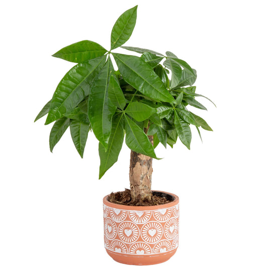 Costa Farms Money Tree Live Indoor Plant, 10 Inches Tall, Pachira Aquatica Bonsai-Style Real Plant, Pet-Friendly Real Houseplant in Decorative Pot, Desk or Office Decor Gift