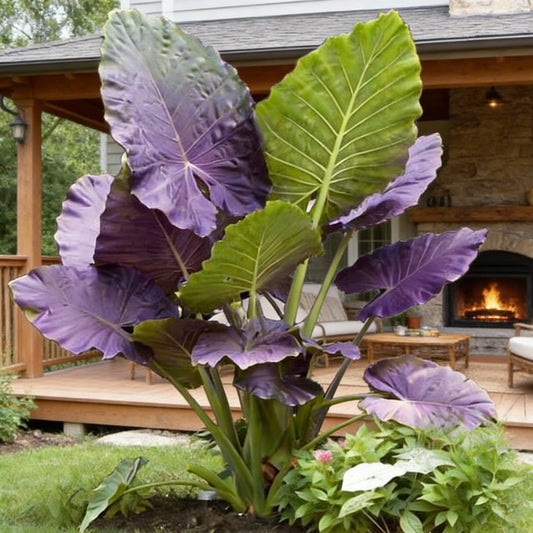 Giant Tropical Elephant Ear Plant Bulbs | Live Foliage Starter for Indoor Outdoor Garden & Patio (6)