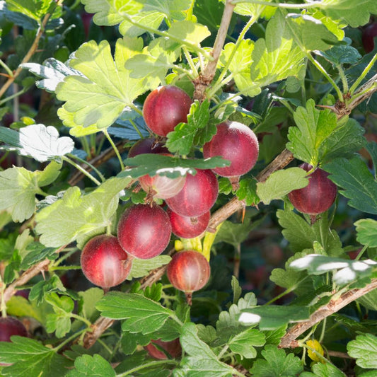 Jeanne Gooseberry Live Plant 5-7 Inch Starter in Soil, No Pot - Sweet Red Gooseberry Fruit Shrub, Thornless Hardy Berry Plant for Outdoor Garden