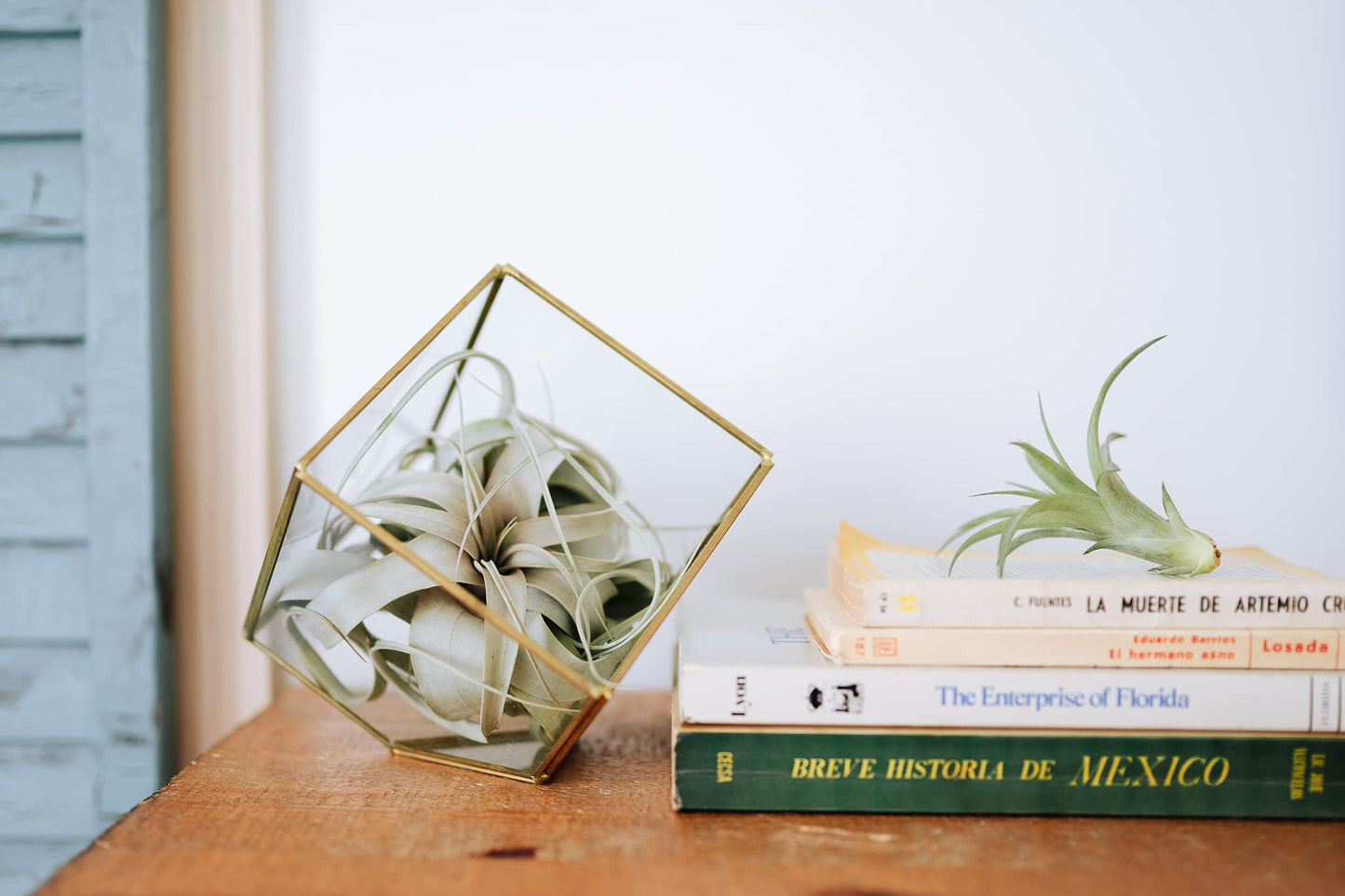 Air Plant Shop 10 Pack Premium Variety Pack with Fertilizer Packet- Wholesale and Bulk - Succulents - Live Tillandsia - Easy Care Indoor and Outdoor House Plants