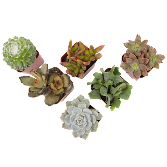 Live Succulents Plant Pack (6-Pack), Real Succulent Plants & Mini Plants for Beginners, Live House Plants, Mini Succulents, Outdoor & Indoor Plants, Live Plants in 2" Grower Pots by Plants for Pets