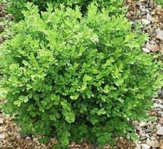 Live Plant - Franklin's Gem Boxwood Shrub/Bush - Live Plant - 3-8" Tall - Quart Pot