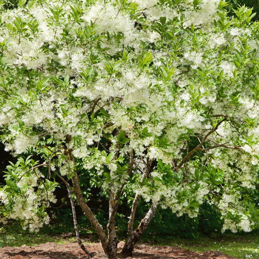 White Fringe Tree in Quart Pot, Live Perennial White Fringe Flower Tree Plant, 8 to 10 Inch Tall for Planting