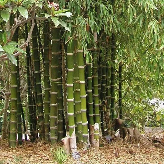 50 Giant Thorny Bamboo Seeds Perennial Ornamental Seed Privacy
