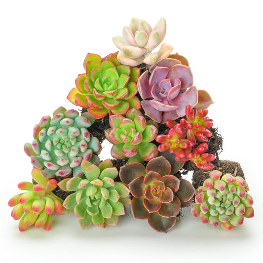 Sprout N Green 10 Assorted Succulents with Root, 10 Different Varieties Live Plants Collection, Without Plant Pot, Easy to Care, Great for Gardener Beginner, DIY Projects, Wedding Party Favor
