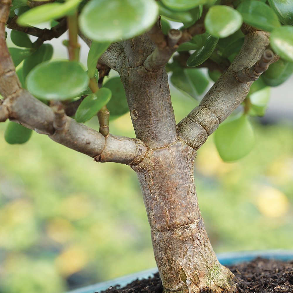 Brussel's Bonsai - Live Dwarf Jade Bonsai Tree with Ceramic Bonsai Pot & Humidity Tray, Indoor Bonsai Plant, 6 Years Old, 10-14 Inches Tall, Easy Care Houseplant for Home or Office (Large)