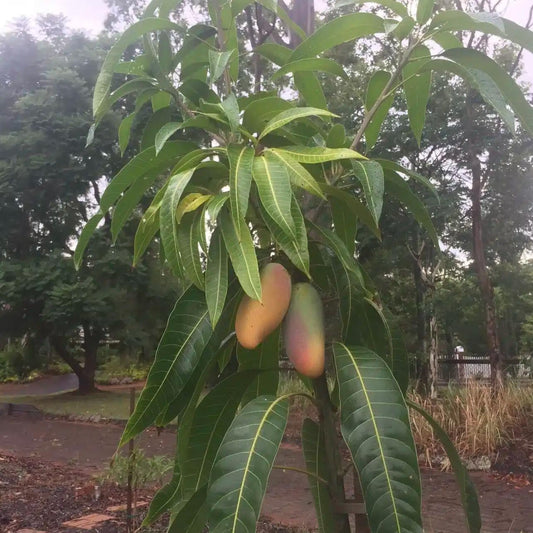 Live Plant - Mango Mahachanok (mangifera) Tropical Fruit Tree 12″-24″