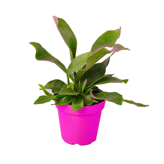 Staghorn Fern in 4in Pot - Live Plants Tropical Houseplants | Variegated | USA Growers | The Snobby Leaf