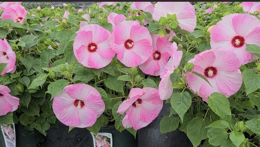 Live Plant - Luna Pink Swirl Hibiscus moscheutos-Small Rooted Starter Plant-Huge 8-10” Blooms