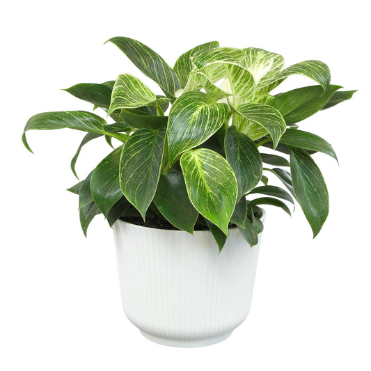 Altman Plants Variegated Philodendron Birkin in 6 Inch White Plastic Planter, Easy Plant Gift & Desk Plant, Real Air Purifying Plants, Philodendron Plant Live Indoor Plants in Indoor Potting Soil Mix
