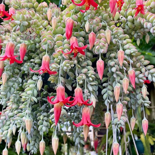 Cotyledon Pendens Succulent Live Plant, 4" Pot, Trailing Succulent Plant, Small Houseplant Cactus for Planting Indoor