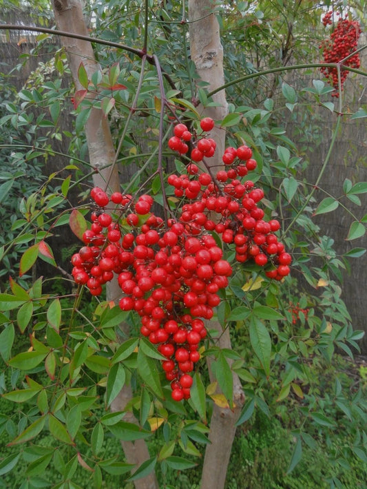 Live Plant - Heavenly/Sacred Bamboo Shrub, 6-10" Tall Live Plant, 2.5" Pot, Nandina domestica