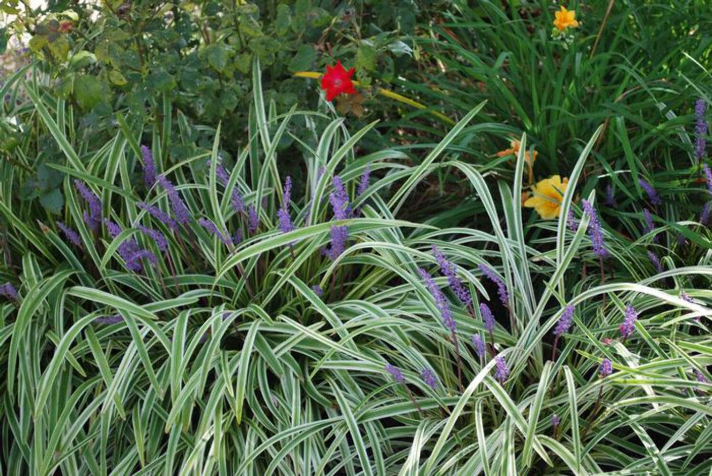 Perennial Farm Liriope M. 'Variegata' (Variegated Lilyturf) – Ornamental Grass in 4 Inch Pot, Lilac-Purple Flower Spikes, Variegated Green & Cream Foliage, Shade Tolerant, Great for Borders & Edging
