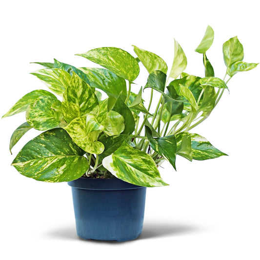 Live Golden Pothos Vine Plant in 6 Inch Pot, Epipremnum Aureum Indoor Houseplant with Trailing Variegated Foliage